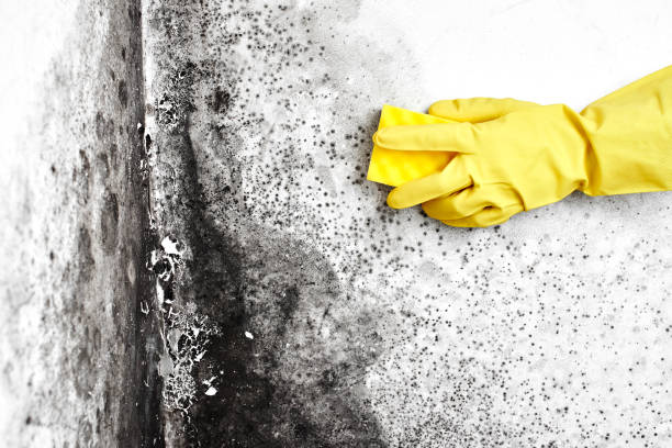 Best Industrial Mold Remediation in USA